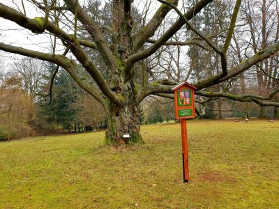 Fagus sylvatica buk lesní – památný strom